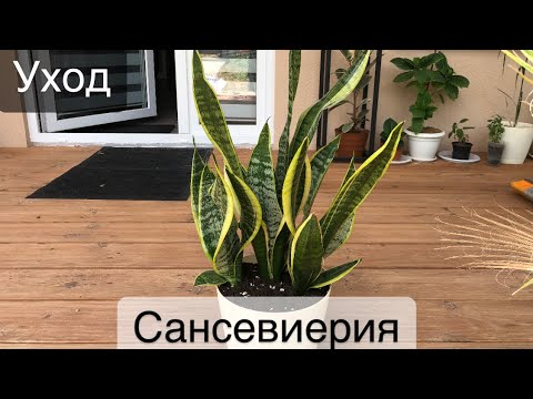Видео: Сансевиерия. Пересадка, составление грунта, уход