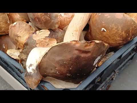 Видео: Наш день в Закарпатье. Грибы пошли! А мы поехали в термальный бассейн.