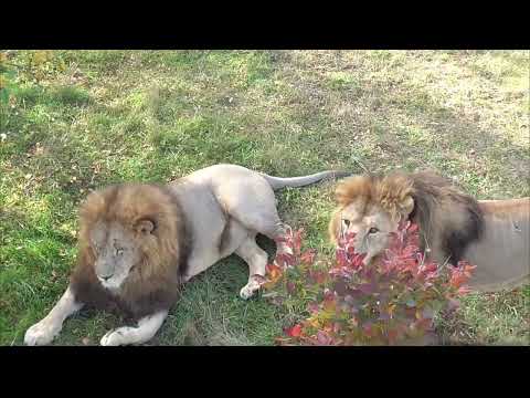 Видео: Жану первому! Прайд Гирея прибежал, завидев Елену! Парк львов Тайган ❤️ 