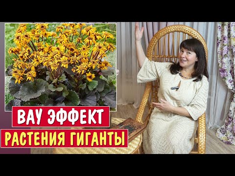 Видео: 10 самых красивых РАСТЕНИЙ ВЕЛИКАНОВ для тенистого сада!