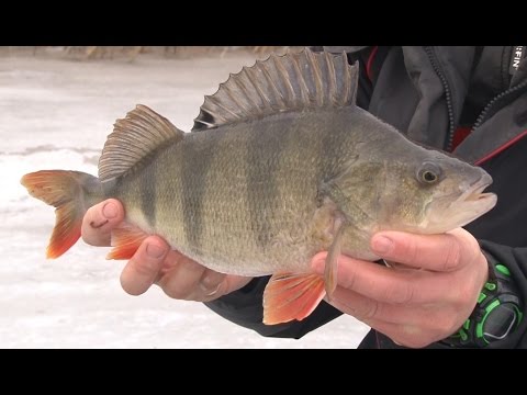 Видео: Зимняя рыбалка. Стратегия ловли окуня и плотвы на пруду. О рыбалке всерьёз 304 HD.
