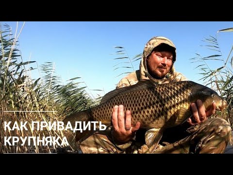 Видео: Карп на боковой кивок. Ловля в камыше.