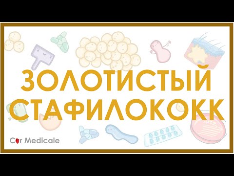 Видео: Золотистый стафилококк - микробиология, токсины, лечение, устойчивость