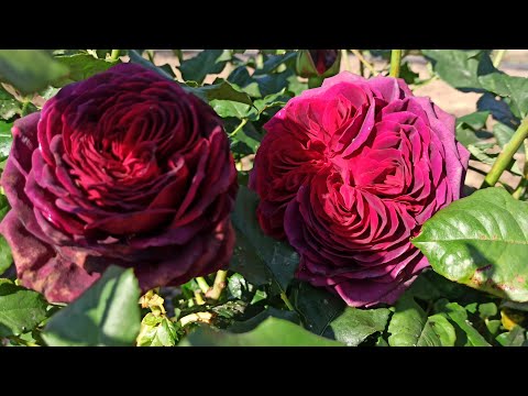 Видео: НОВЫЕ РОЗЫ из питомника Академия Роз❤🌹 Распаковка посылки