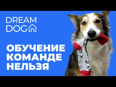 Видео: Научить собаку команде Нельзя 🐶 Упражнение запрет на неигровые