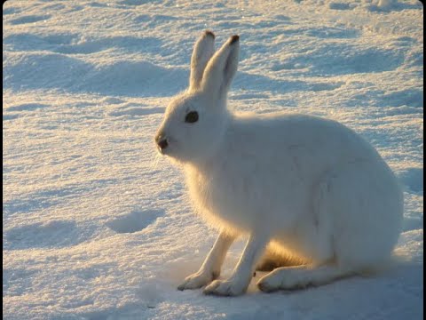 Видео: Охота на Зайца Беляка с капканами... Заяц Беляк... Установка капканов...