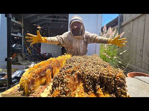 Видео: 100 фунтов меда у них на полу!