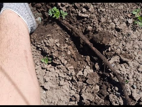 Видео: Когда открывать виноград?