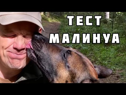 Видео: Малинуа: тест физического и психического состояния после перерыва в тренировках.