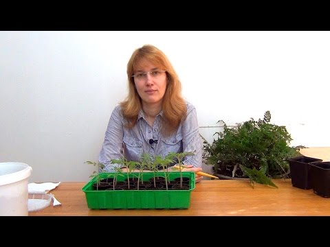 Видео: Томаты. Рассада. (ч.3)