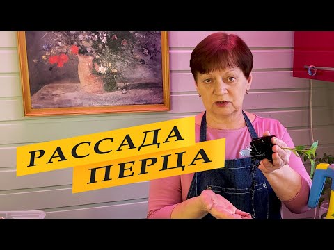Видео: Перевалка перца.