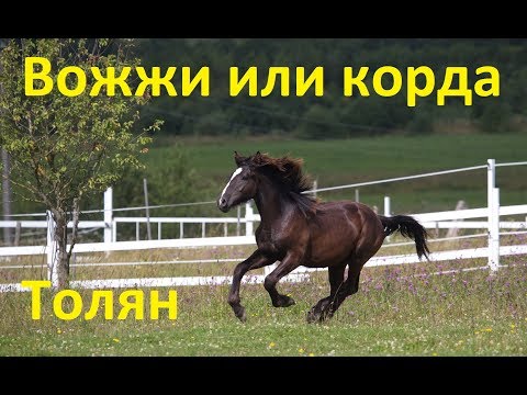Видео: Корда или вожжи для работы с молодой лошадью и почему?