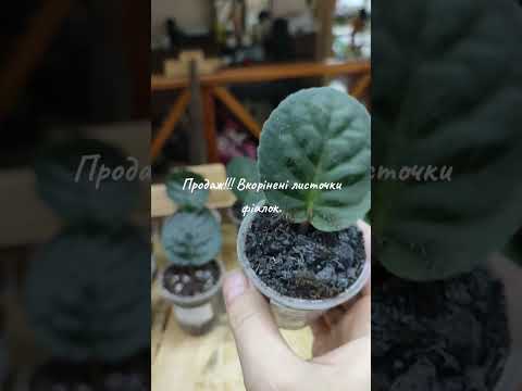 Видео: Продаж!!! Вкорінені листи фіалок по 25 грн.