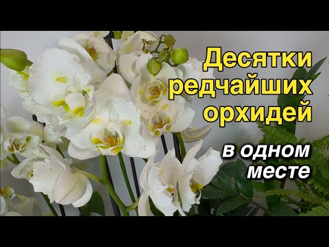 Видео: #ОрхидеиБабочки, каких вы ещё не видели! 🔥🌸❤️