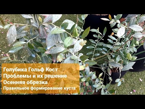 Видео: Проблемы голубики осенью, Юг. Пятнистости. Наглядная обрезка голубики. Формировка куста. Гольф Кост.