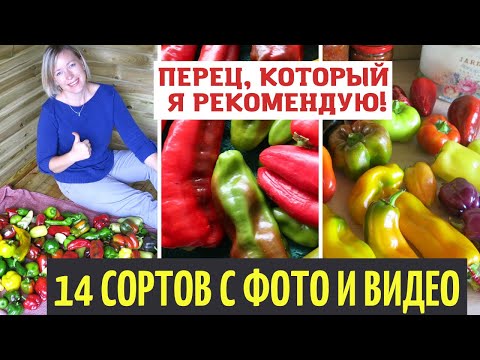 Видео: ВСЕГДА сею эти сорта перца! 14 сортов с фото и видео моих урожаев