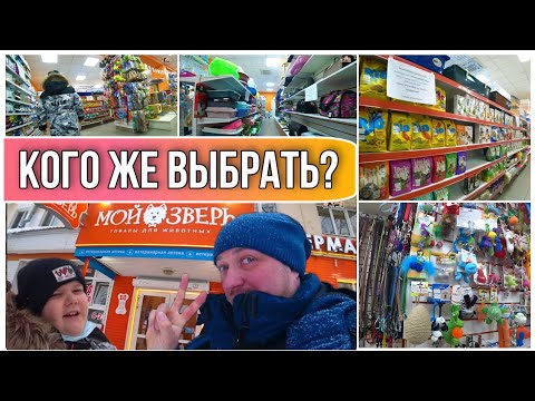 Видео: ВЛОГ! Поехали за домашним питомцем в зоомагазин//Какое домашнее животное выбрать для ребёнка//Семья