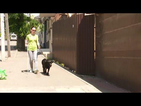 Видео: Собаки и люди: собаки-поводыри