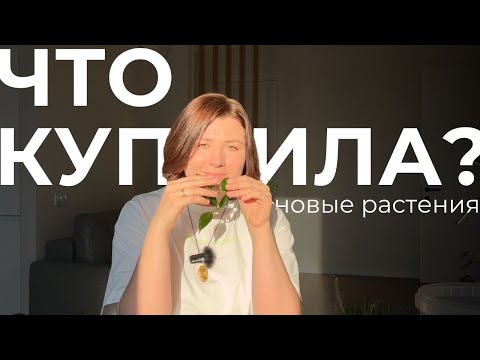Видео: Обзор новинок февраля: Филодендроны, Эпипремнумы, Сингониум, Сансевиерия, Хойи.