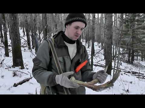 Видео: Охота на лося. Лайки и одностволка