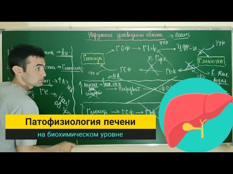 Видео: Патофизиология печени 2 часть. liver pathology