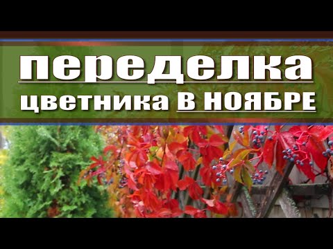 Видео: Посадка рододендрона / Как я переделала теневой цветник осенью  / Прогулка по саду / Сад в ноябре