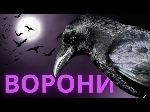 Видео: Ворон та ворона. Найрозумніші птахи в світі.