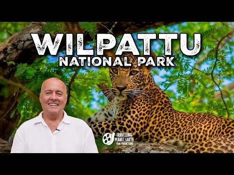 Видео: Экспертное руководство по поиску неуловимых леопардов в Вилпатту, Шри-Ланка