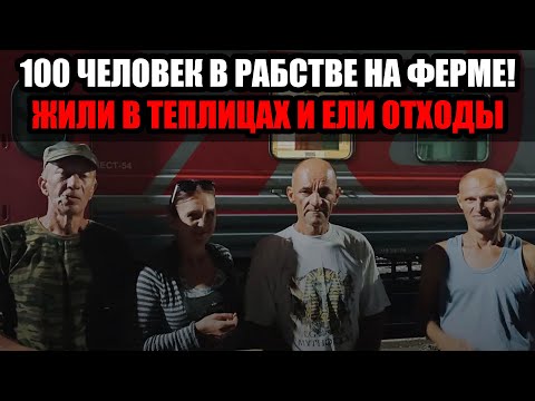 Видео: Волонтеры раскрыли ферму с сотней рабов под Воронежем — что известно на данный момент