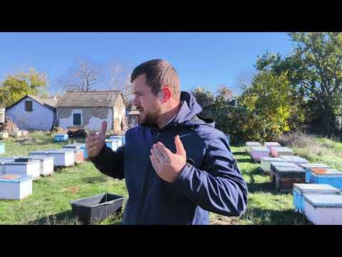 Видео: Борьба с клещём перед зимой. Очень Эфективно🐝🐝