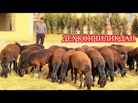 Видео: СУРХОНДАРЁ БАРАКАЛИ ЁШ ХИСОРИЛАРИ АРЗОНЛАРИДАН 