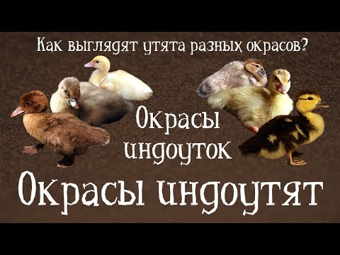 Видео: ОКРАСЫ ИНДОУТЯТ. Окрасы индоуток: часть 11. Окрасы мускусных уток