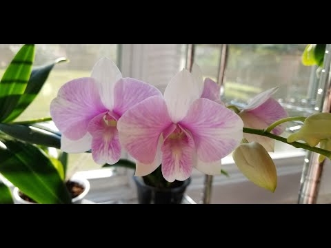 Видео: Цветение орхидей и обновления + Джек и бобовые шипы! Ноябрь 2025 г.