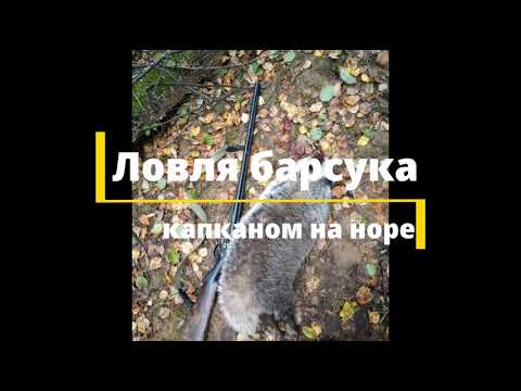 Видео: Добыча барсука на норе. Капканный промысел