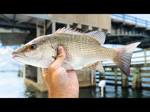 Видео: Ловля мангрового люциана под мостами — ПРОСТАЯ ТЕХНИКА