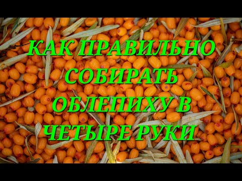 Видео: СТАРИННЫЙ СПОСОБ .ТЕПЕРь ТОЛЬКО ТАК СОБИРАЮ ОБЛЕПИХУ ЛУЧШИЙ СПОСОБ . СБОР ОБЛЕПИХИ В ЧЕТЫРЕ РУКИ.