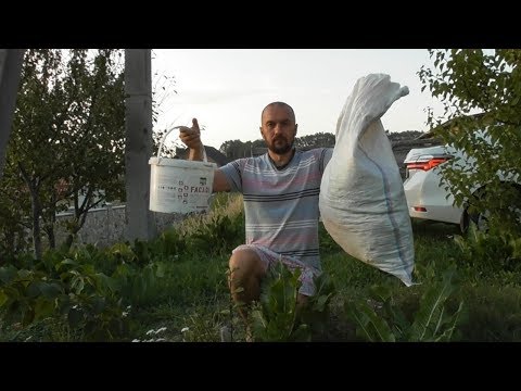 Видео: Подкормка ежевики без химии - природными удобрениями