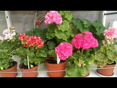 Видео: Мои пеларгонии! Цветение! 04.07 2020