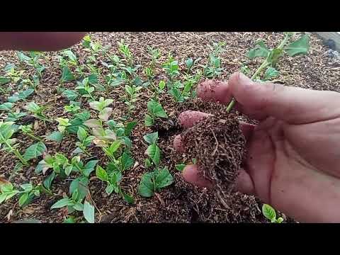 Видео: Летнее черенкование голубики. Итог порадовал. Высаживаю в двухлитровые пакеты