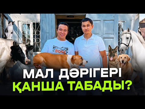 Видео: Пайда осы жерде екен! Ветаптека ашып,  40 млн тг Үй салдым! Ветаптека бизнес. Мал шаруашылығы.