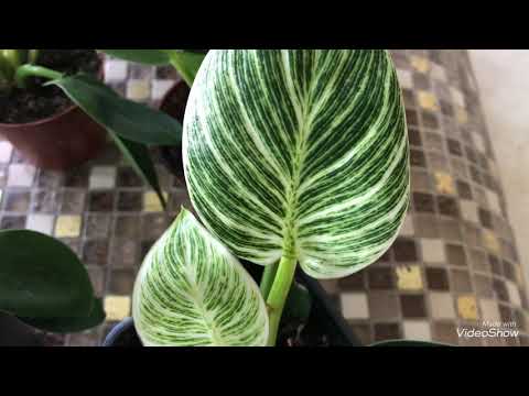 Видео: Филодендрон Биркин.Деление.Размножение.Пересадка.