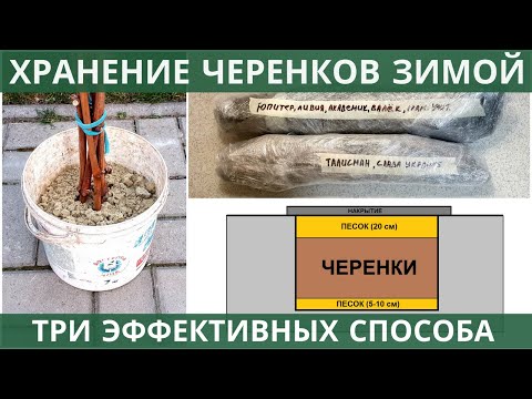 Видео: Хранение черенков винограда зимой - три эффективных способа!
