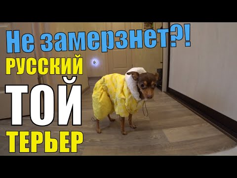 Видео: Русский Той Терьер, как купить одежду? Наш обзор покупок. AliExpress не предлагать!!!