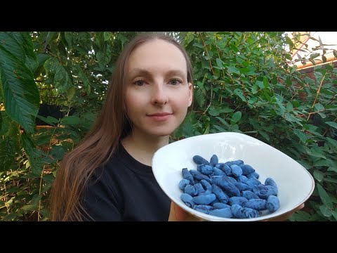 Видео: ЖИМОЛОСТЬ В САДУ: ПОСАДКА И УХОД / ОЧЕНЬ ВКУСНАЯ И ПОЛЕЗНАЯ ЯГОДА