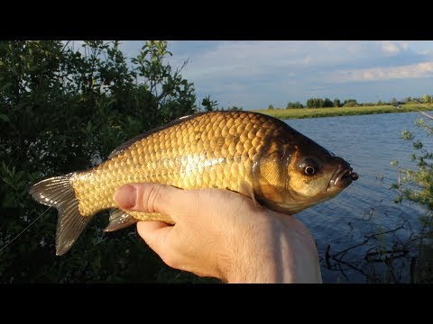 Видео: Карась на боковой кивок.