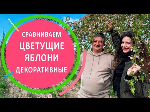 Видео: Обзор и сравнение яблонь декоративных во время цветения