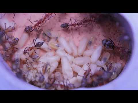 Видео: Муравьи кампонотус RED и рабочий хранитель пищи..