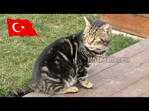 Видео: Кошки и собаки, любовь человека к животным в Стамбуле, Турции