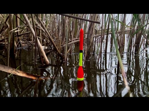Видео: ЭТО ЛУЖА!!! ГЛУБИНА 20 СМ ЭТО НЕЧТО!ПОПЛАВОК В ДЕБРЯХ КАМЫША!