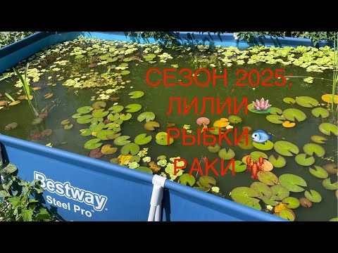 Видео: Аквариумные рыбки в уличных бассейнах 2025, часть 2. Раки и отсадники для живородящих рыб